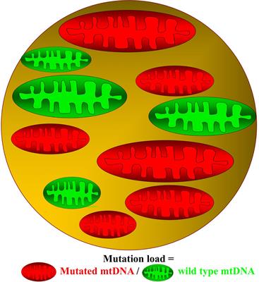 Aerobic Exercise Training in Patients With mtDNA-Related Mitochondrial Myopathy